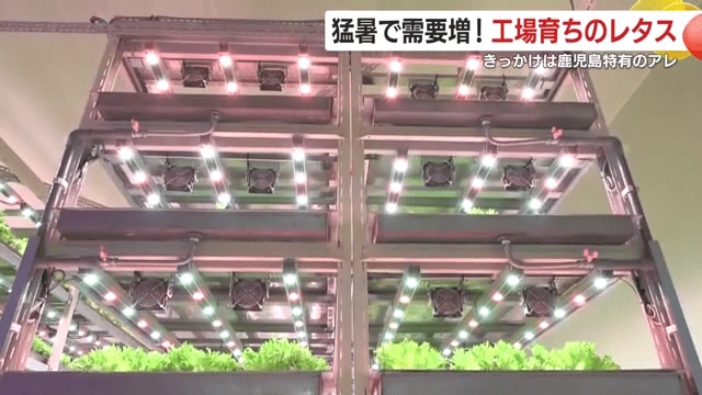 6段に仕切られた栽培用の棚