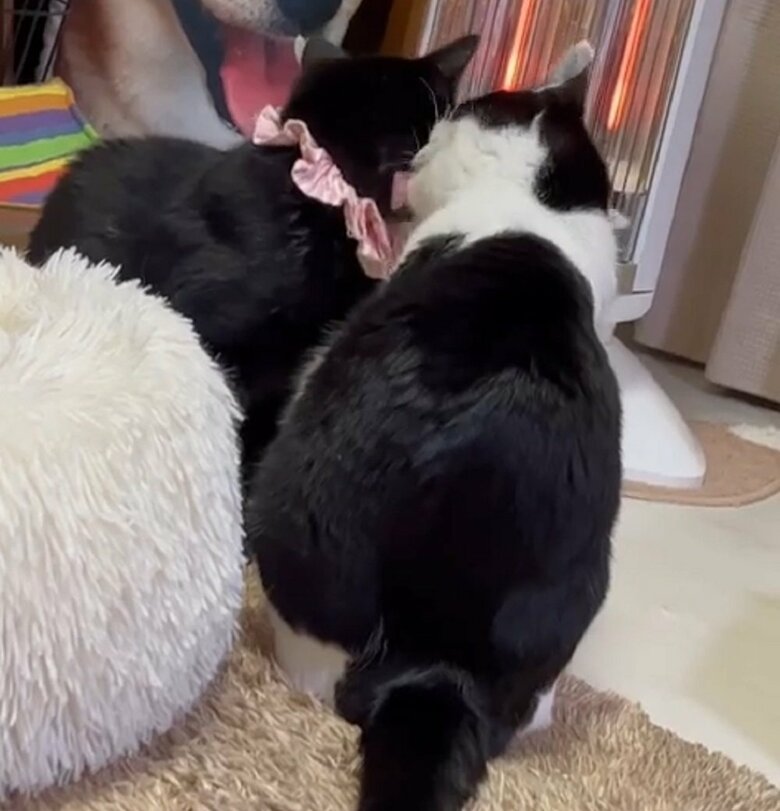 陽葵ちゃんも毛繕いをするように…