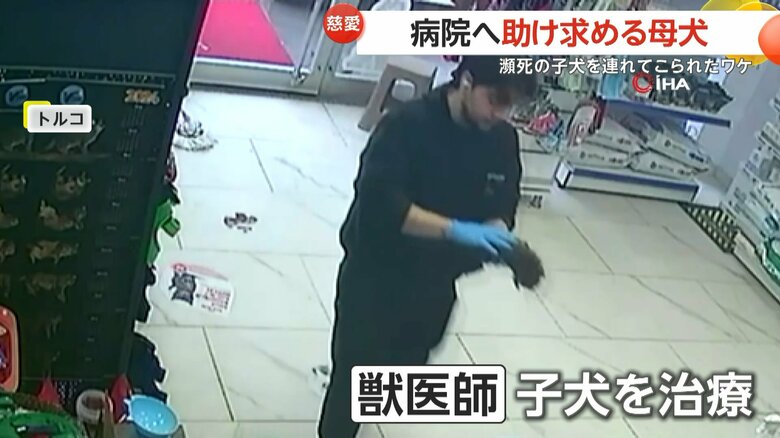 子犬をくわえた母犬が動物病院に現れ、獣医師によって保護される一部始終（7）