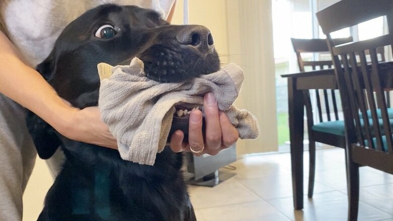 ティータオルを盗んだえんぞうくん