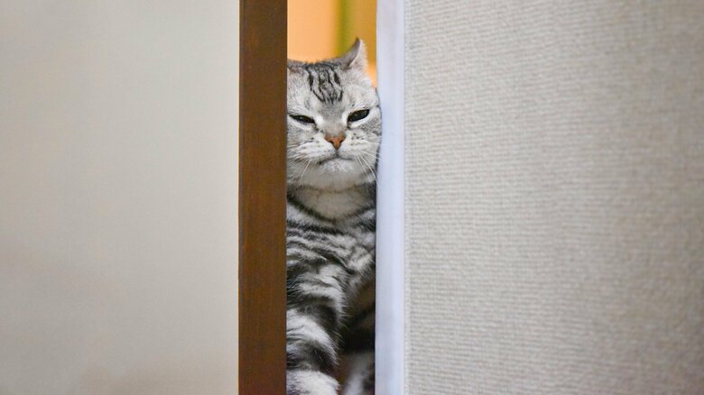 飼い主や自身の行動でドアが開くと学ぶ（この画像はイメージ）