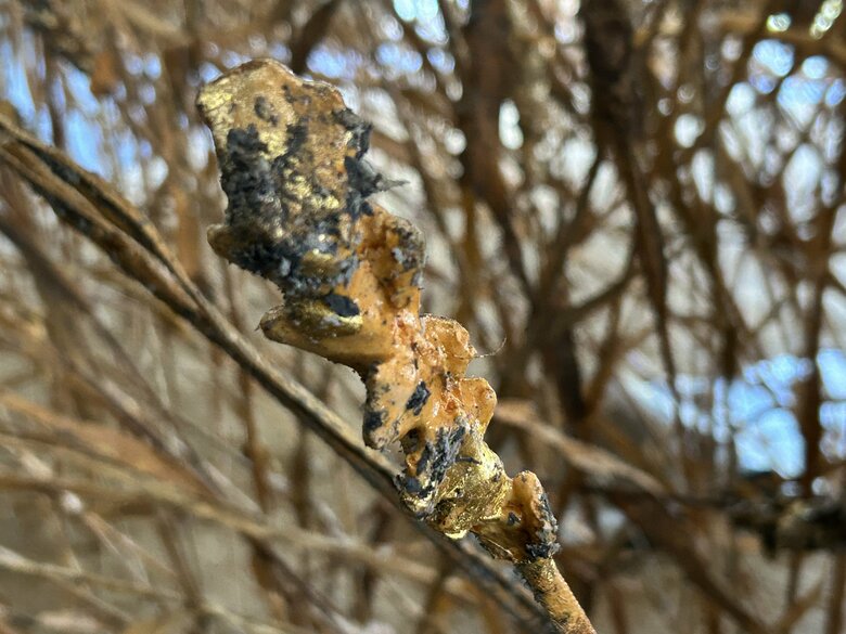 穂の先には金箔　