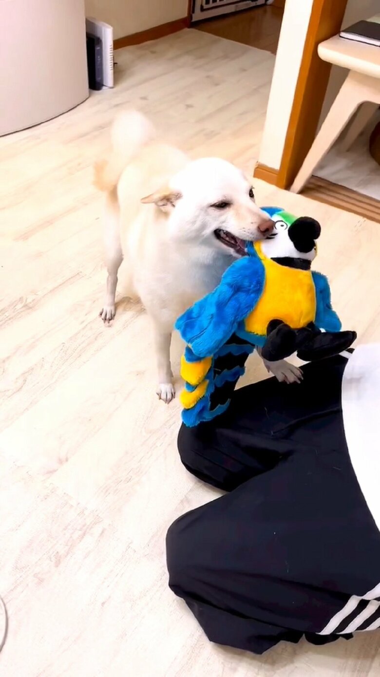 息子さん（弟）を抱える旦那さんに前足をかけて…