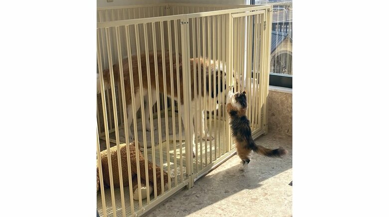 サークル内のグランくんを救出しようとするノエルちゃん