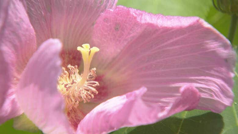 自宅の軒先に咲く芙蓉の花