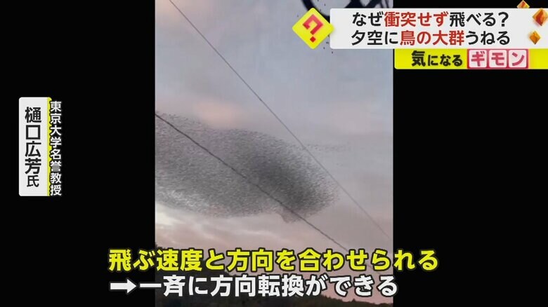 飛ぶ速度と方向を合わせる能力で、一斉に方向転換ができるトモエガモ