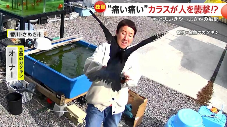 襲うわけでもなく、まるでペットのように“手乗り”したカラス