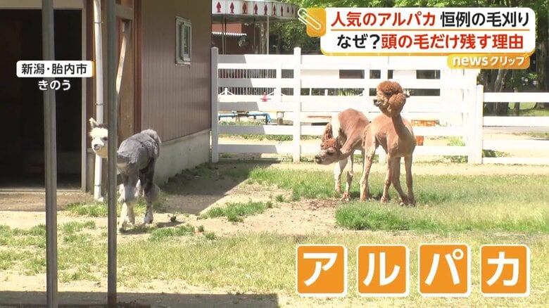 顔の周り以外の毛がスッキリしていたアルパカ（11日、新潟・胎内市）