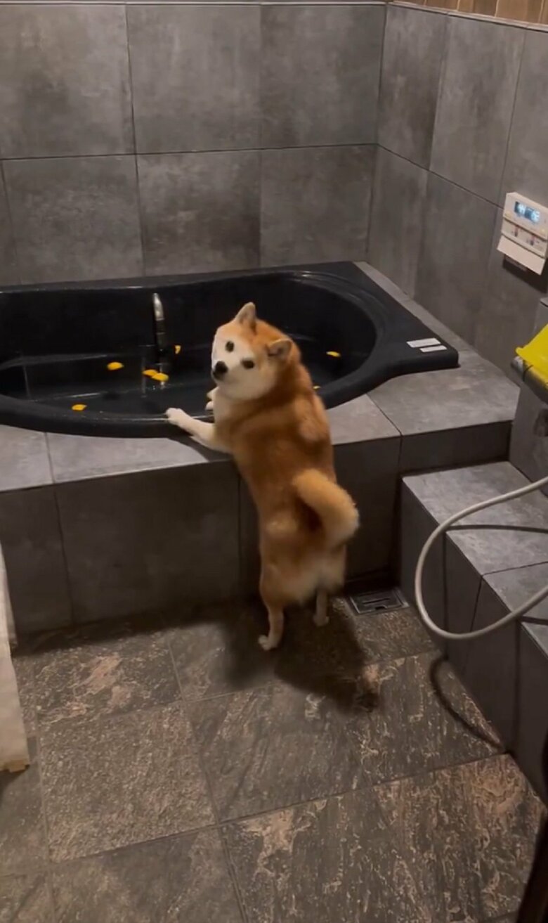 「入れないよ…」