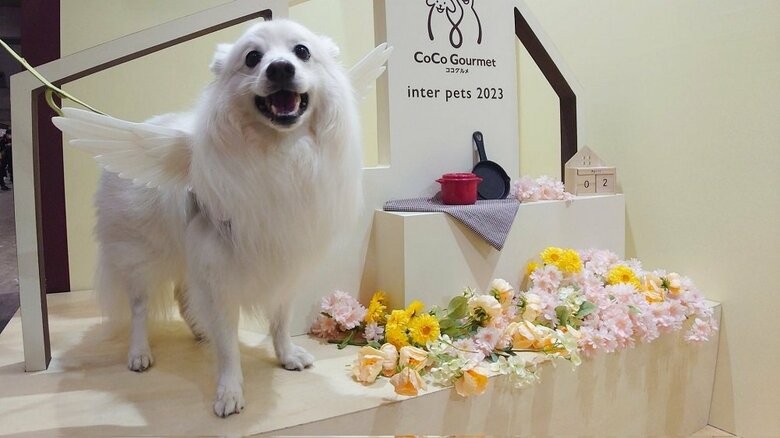 飼い主さんは可愛い写真撮影をするためのオリジナルアイテムを作り、販売している