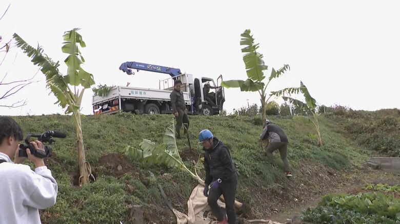 植え替えられることになったバナナ