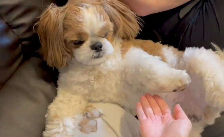 お手が面倒でわざと狙いを外して「お手」