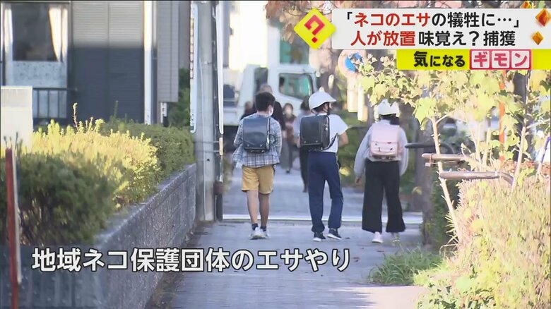 下田市で地域ネコを保護している団体