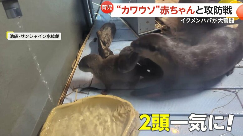 水遊びしたい赤ちゃんを巣箱に戻そうと奮闘するコツメカワウソのお父さん⑦