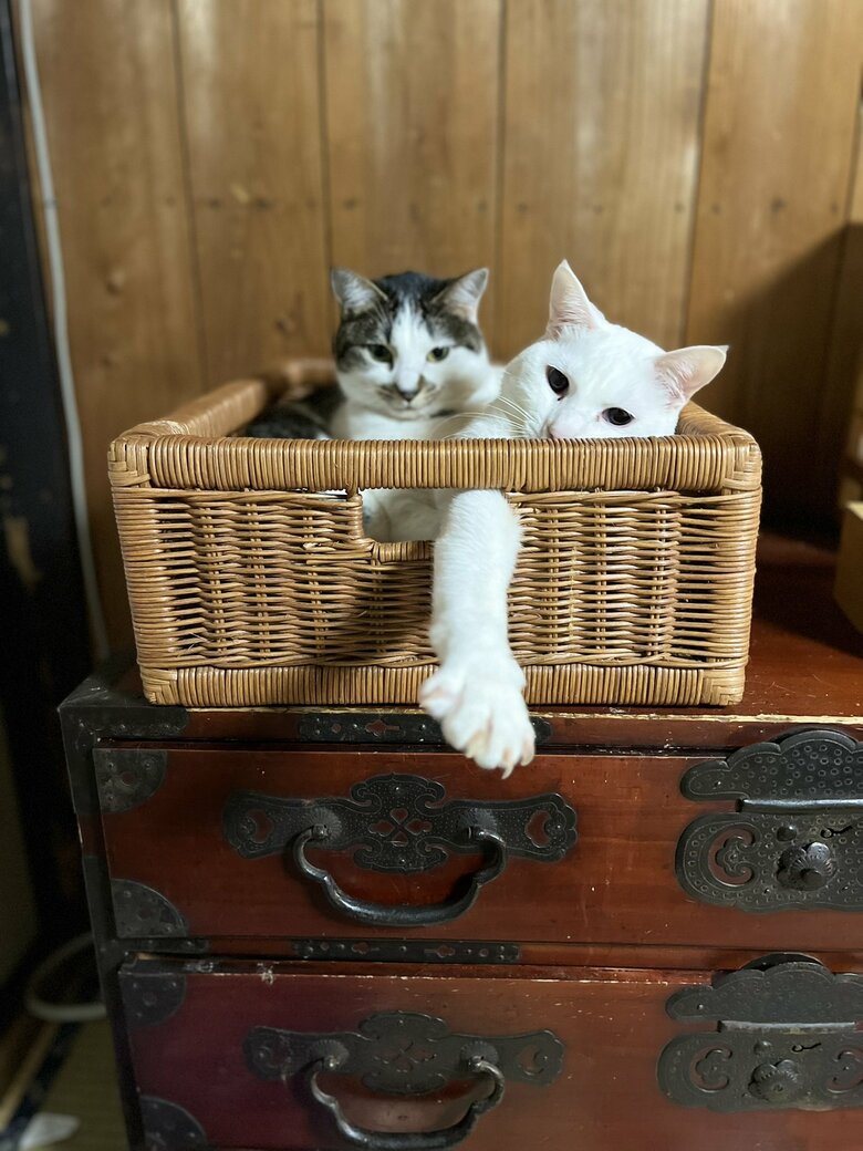 提供：いのうえもんぺさん