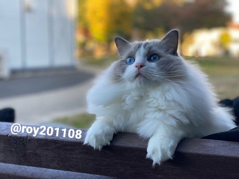 お散歩中（提供：ロイくん@roy201108さん）