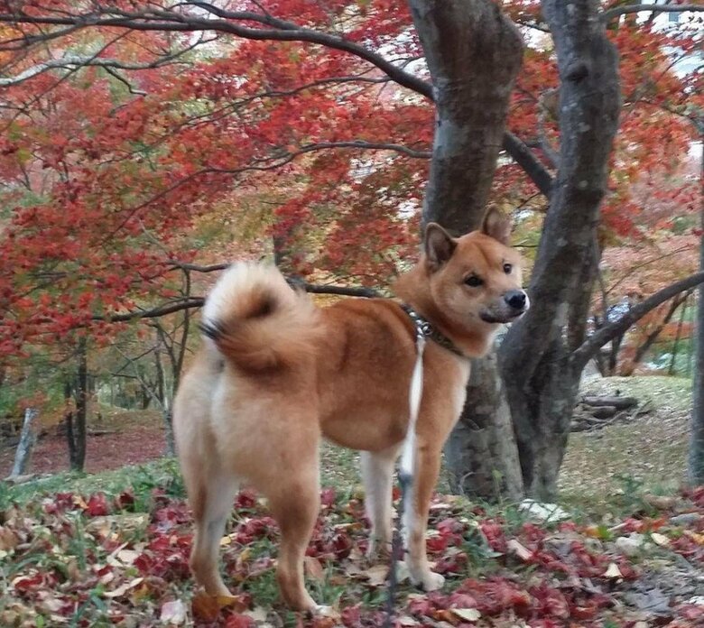 紅葉を楽しむロックくん。心なしか満足気