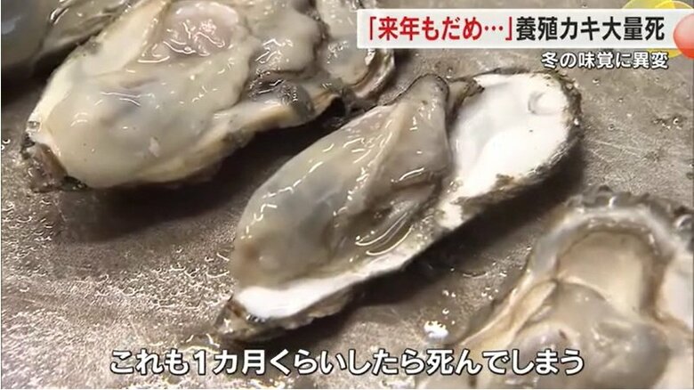 １カ月くらいしたら死んでしまうカキ
