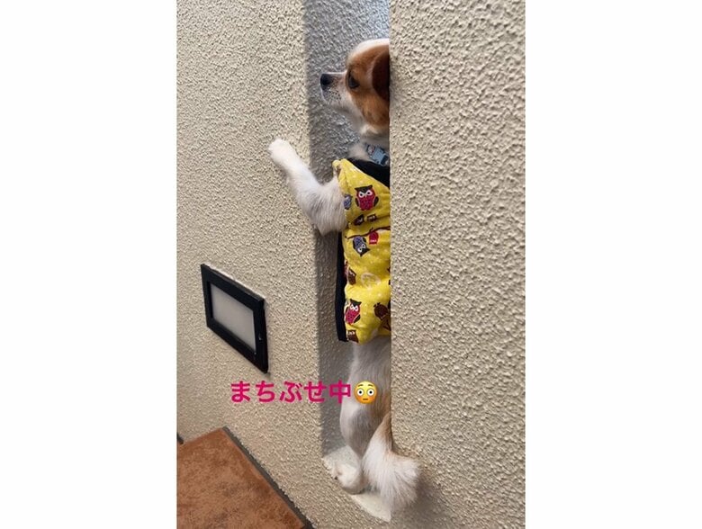 前脚で壁を押さえてスッポリ収まっている（提供：SORA/ちわわさん）