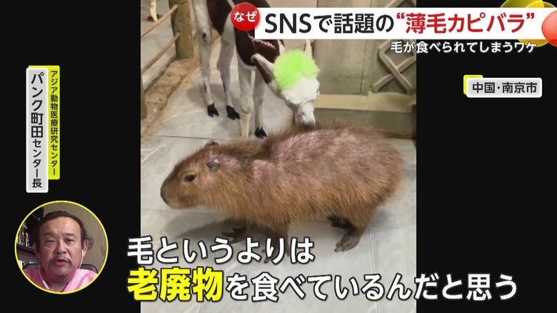 「毛と言うよりは老廃物を食べているんだと思います」と解説するアジア動物医療研究センターのパンク町田センター長