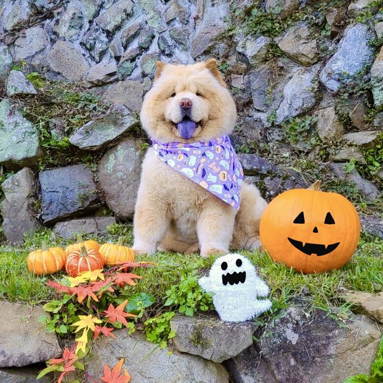 ハロウィーンのくり蔵くん