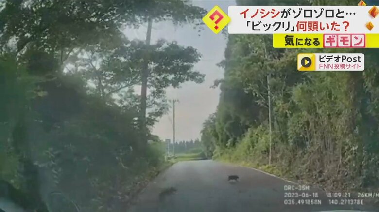 イノシシの群れが突然道路を横切る様子⑦