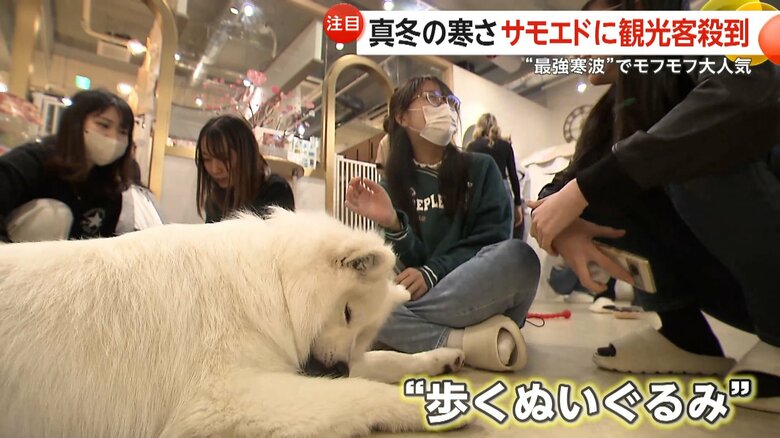 「サモエドカフェmoffu原宿店」でサモエドと触れ合う人たち