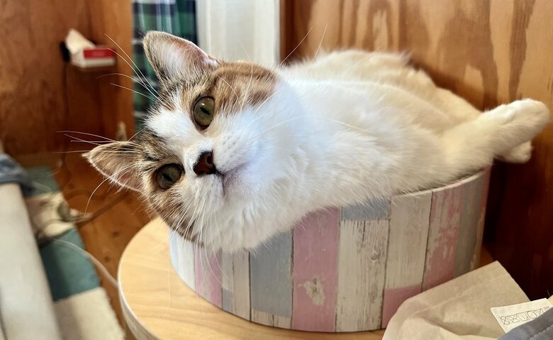 子猫時代から使っているお気に入りの場所