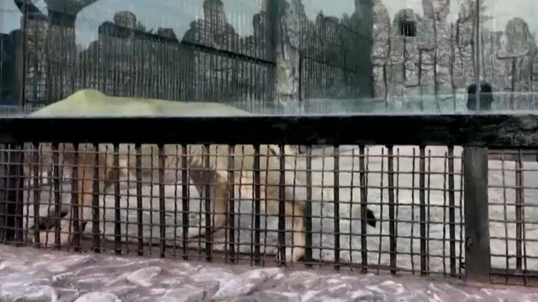 ロシアから北朝鮮の動物園に贈られた動物