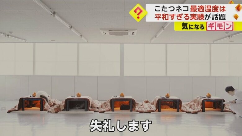 調査員が布団にもぐっているネコを確認する様子