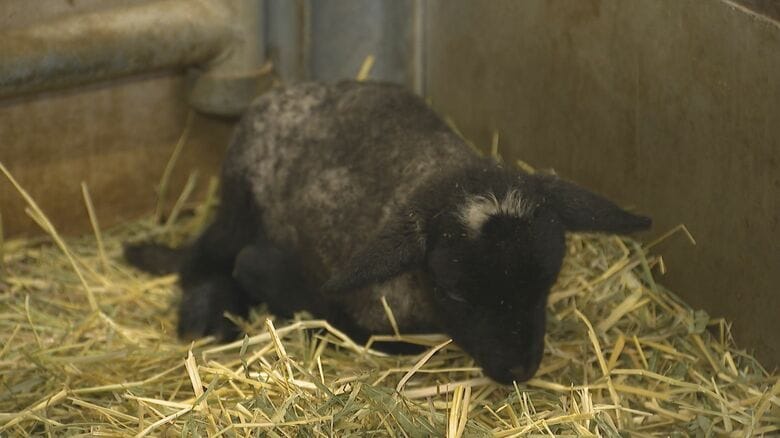 黒い毛の赤ちゃん