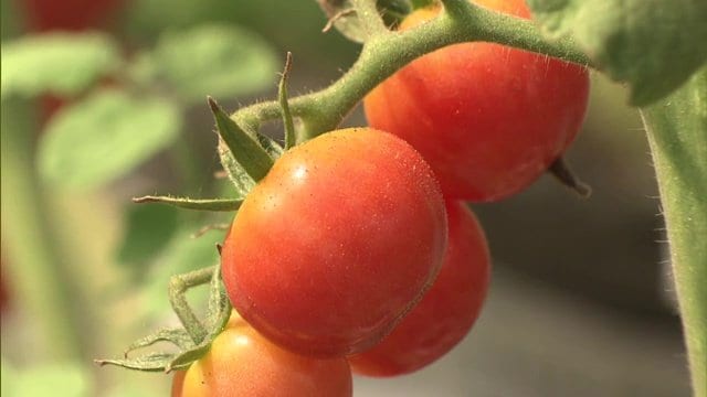 暑さが続けば9月の収穫量はより厳しく