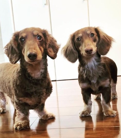 左がリアくん、右がルクちゃん