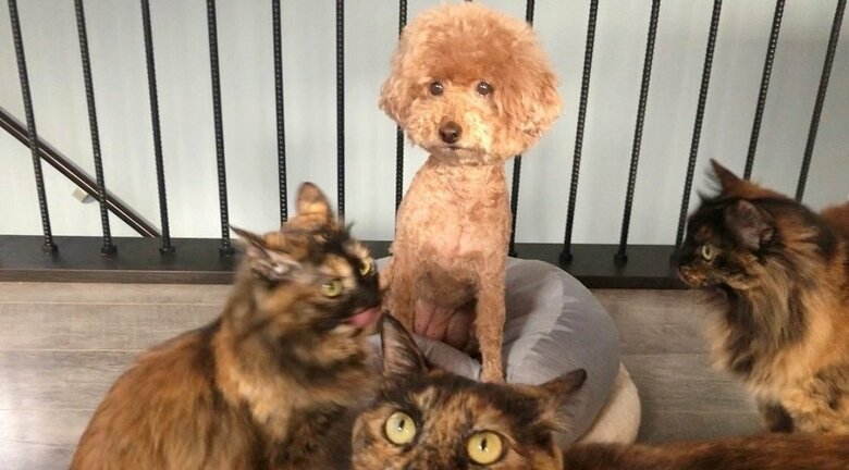 サビ猫“姉妹”はみんな、あん子ちゃんが好き