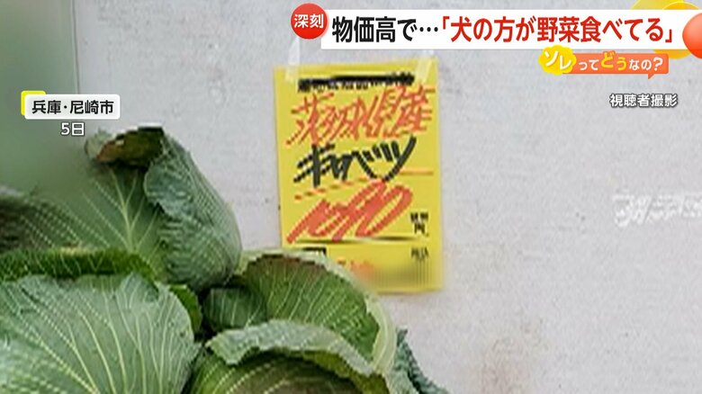 キャベツ1玉1090円と記載されている、兵庫・尼崎市のスーパー