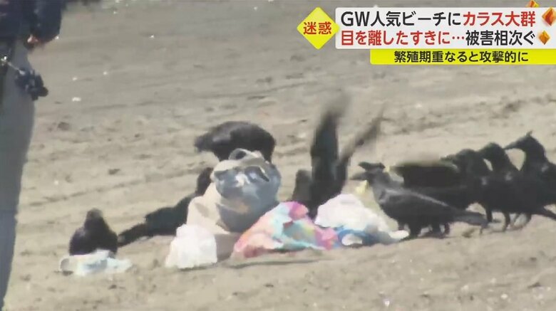 それを見て大量のカラスがやってきた！