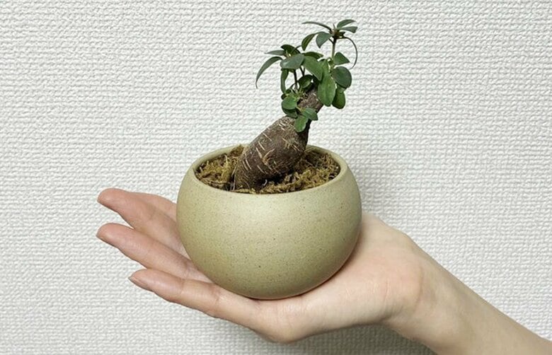 100円ショップではまだ小さな“赤ちゃん苗”も多い（特集班撮影）