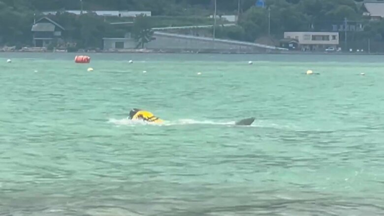 イルカが子どもを襲う一部始終⑪（全18枚）