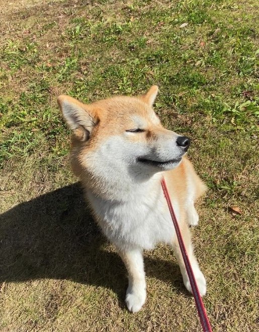 提供：柴犬こむぎさん