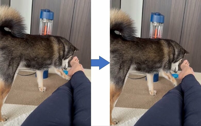 前足をチョイチョイして「ちょっとどいてください」とアピール