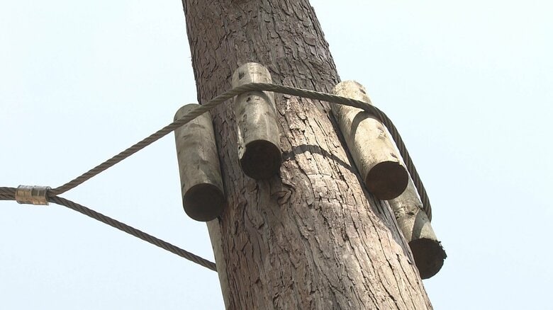 木の周りに丸太を設置　木に優しい設計だ