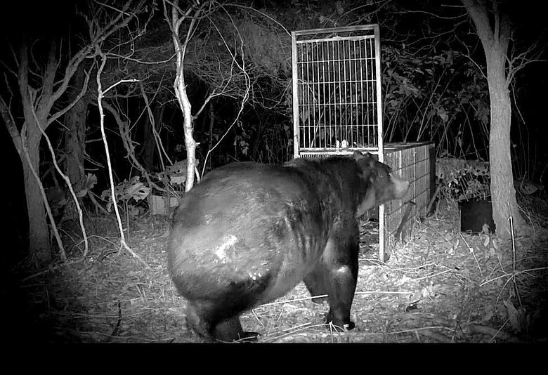 体重400キロほどの巨大グマの姿をキャッチ