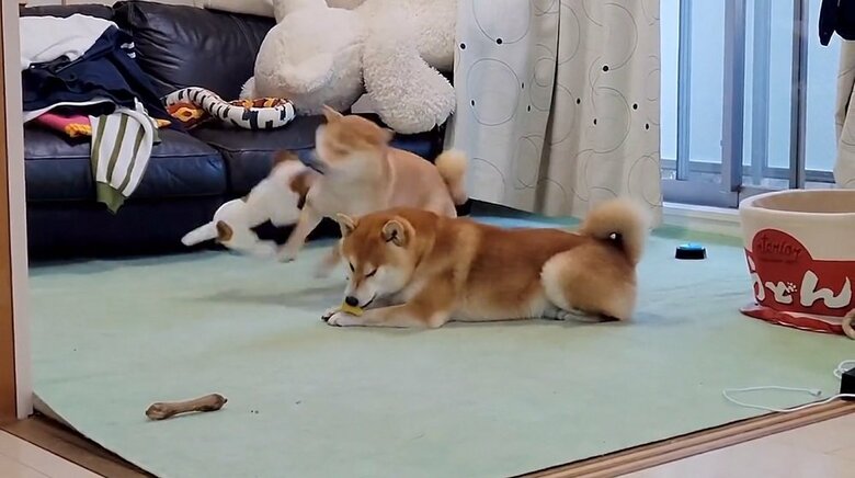 ブォン！