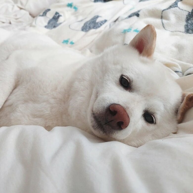 提供： kinako_kinakoさん