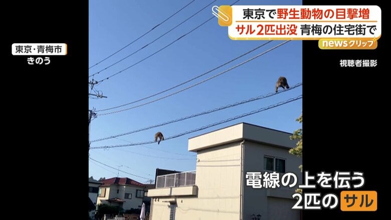 電線の上を移動する2匹のサル（13日午前7時頃、東京・青梅市の住宅街）