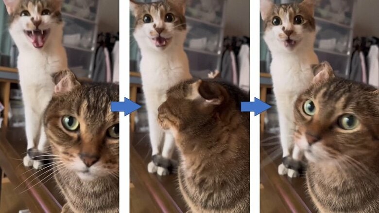 鳴くミミちゃん（奥）に少し動揺しているのらくん（手前）