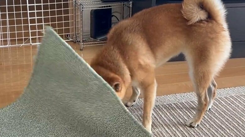 カーペットにいたずらしていると…