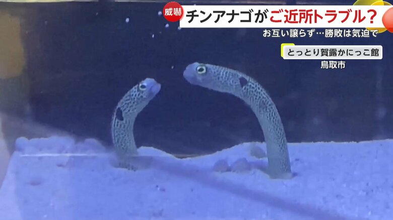 「とっとり賀露かにっこ館」で、にょろにょろと上を向いている2匹のチンアナゴ