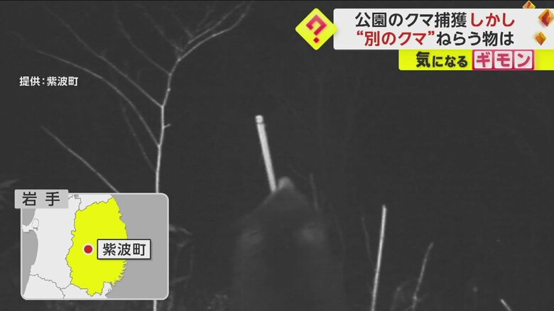 岩手県で撮影されたクマの様子③