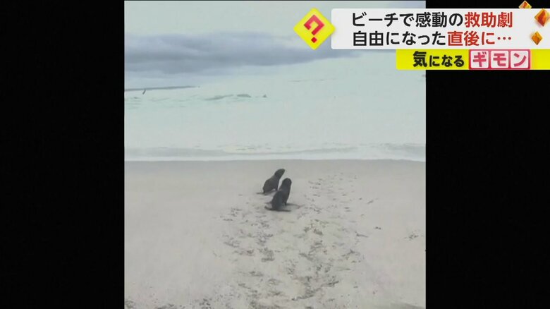 2匹のオットセイが一緒に海に向かう（Instagram @jamessuter/BlackBeanProductions）